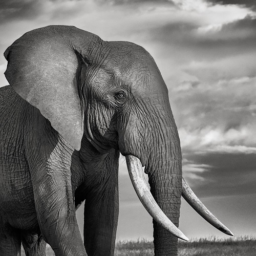Portrait of a royal elephant in black and white conveying a deep feeling of majesty.
